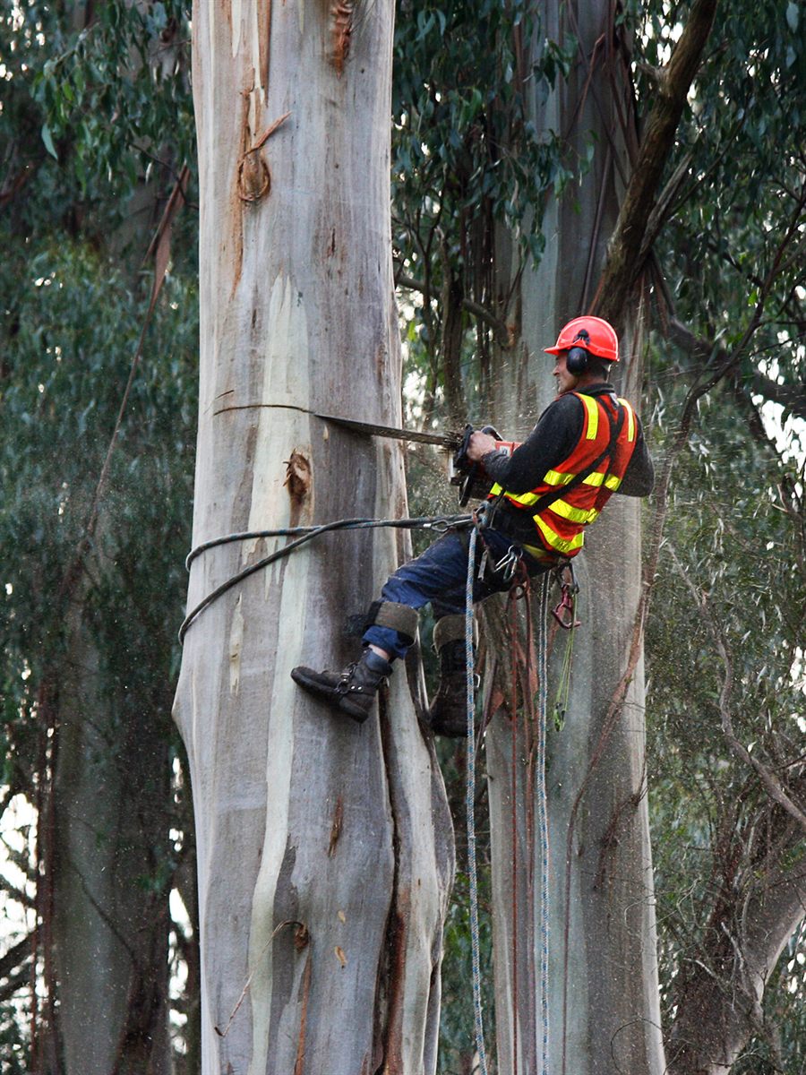 Arboriste en tenue haute visibilité coupant une bille de tronc d'eucalyptus sur cordes avec griffes d'arboriste
