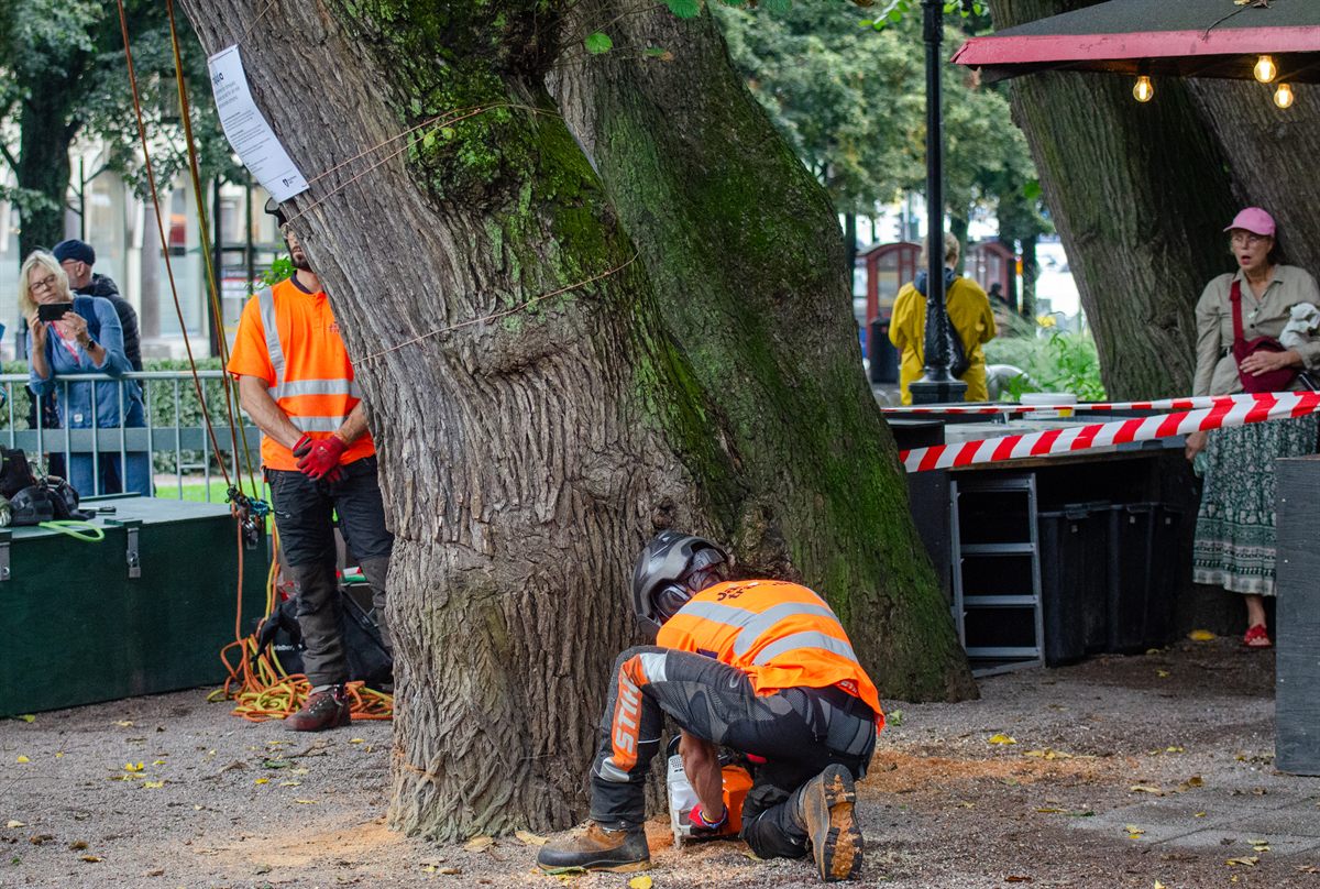 Arboriste en tenue de sécurité réalisant l'entaille d'abattage à la tronçonneuse au pied d'un grand arbre