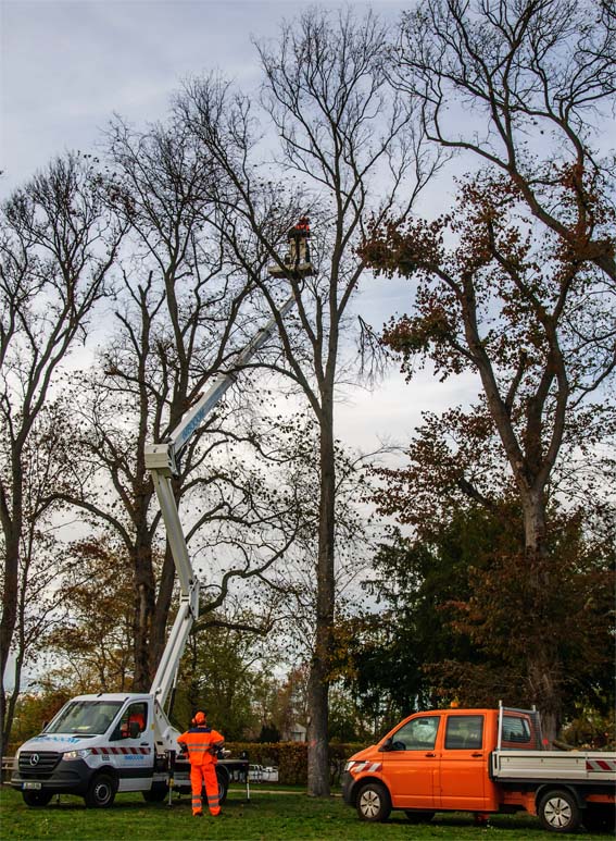 Nacelle télescopique déployée dans la couronne de grands arbres nus en période hivernale