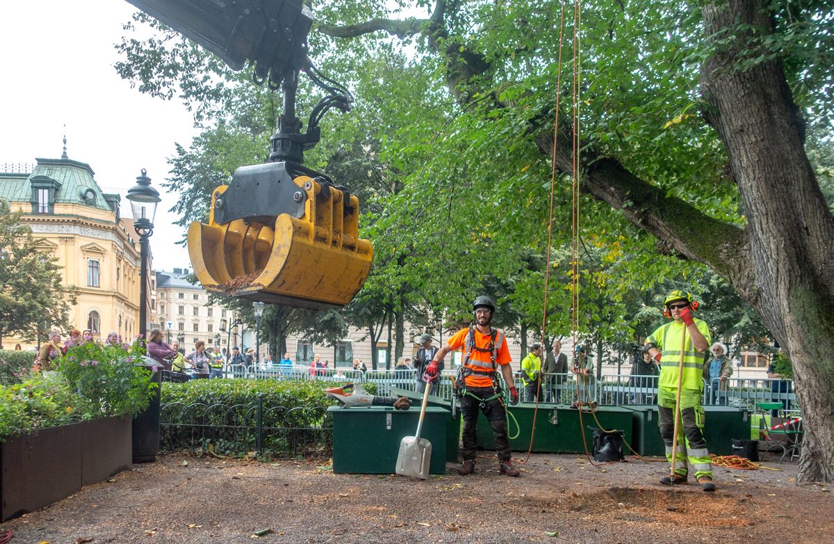 Équipe arboriste au sol avec grue hydraulique et outillages de coupe dans un parc urbain