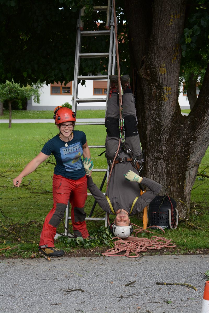 Professionnels arboristes avec équipement de grimpe et échelle au pied d'un grand arbre