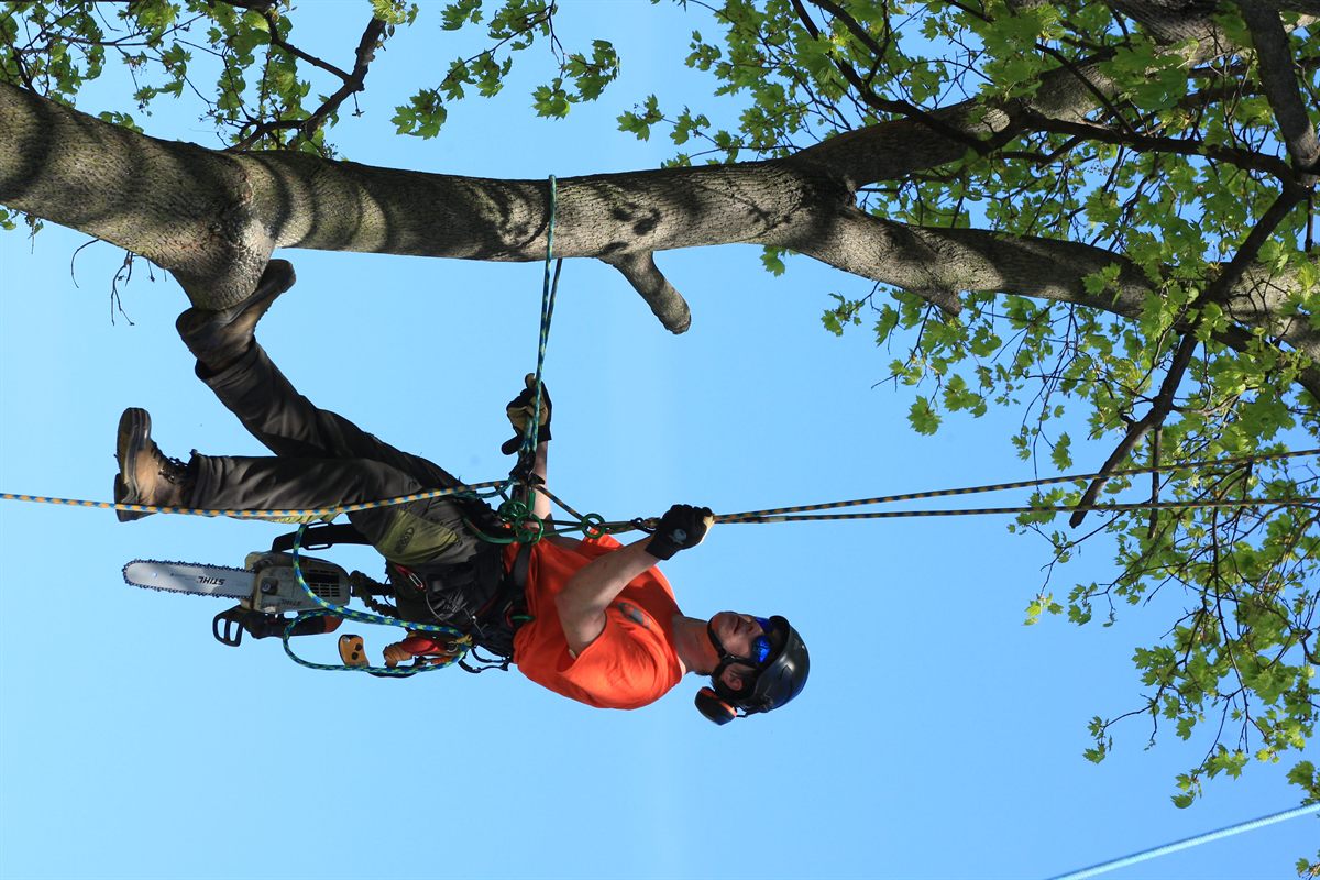 Arboriste professionnel équipé d'un baudrier de sécurité et d'une tronçonneuse d'élagage Stihl suspendu dans un arbre