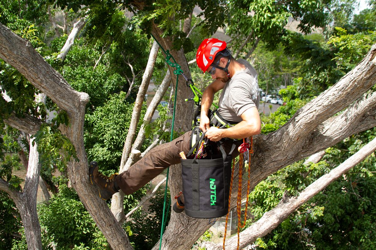 Arboriste-grimpeur sécurisé dans la fourche d'un arbre avec harnais d'élagage et corde de rappel
