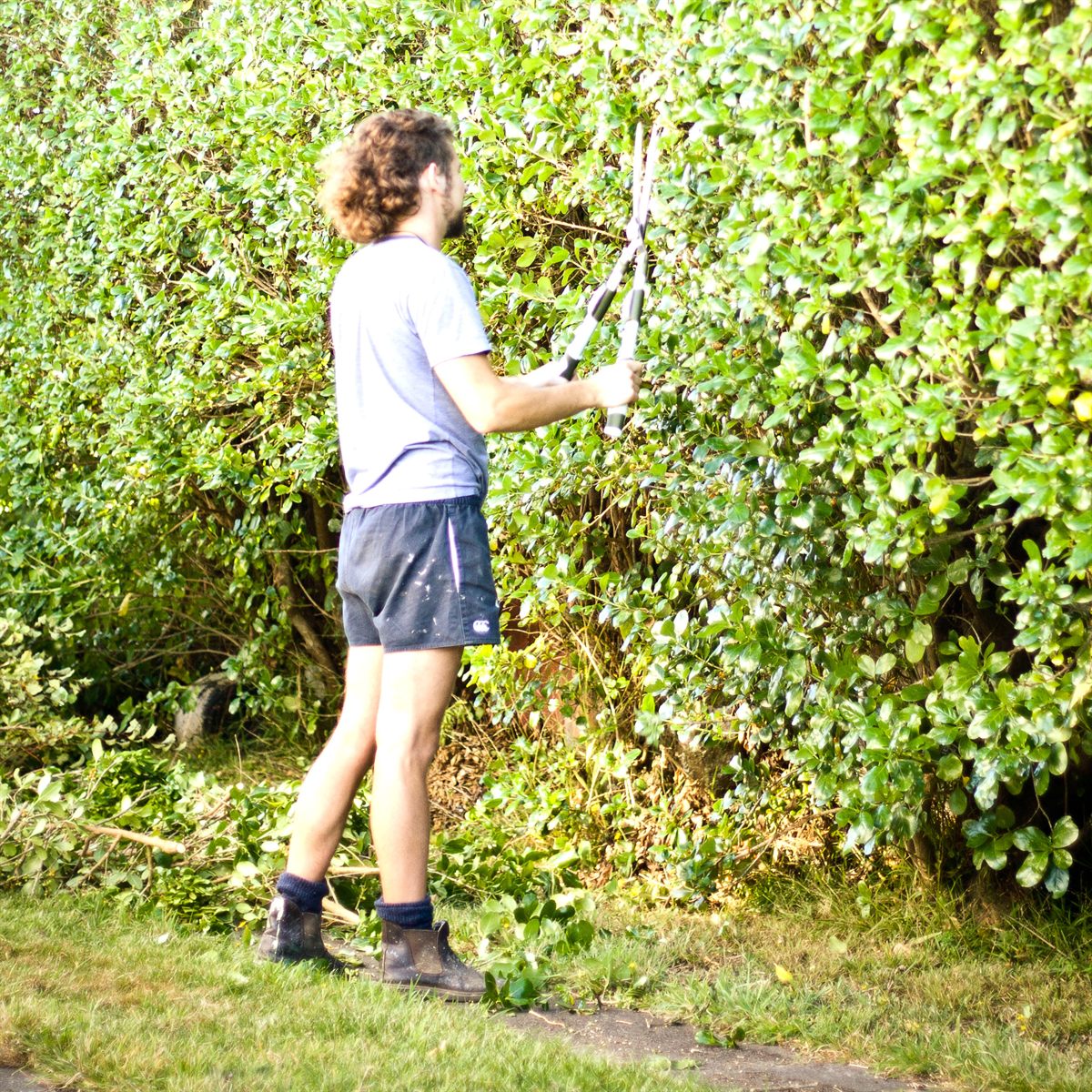 Jardinier taillant une haie végétale haute à l'aide d'une cisaille professionnelle